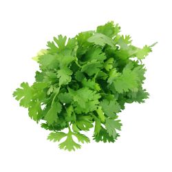 Coriander